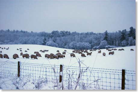 Sheep at Hill Farm, January 2010